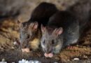 La ciudad de Nueva York sufre un brote de una rara enfermedad relacionada con ratas
